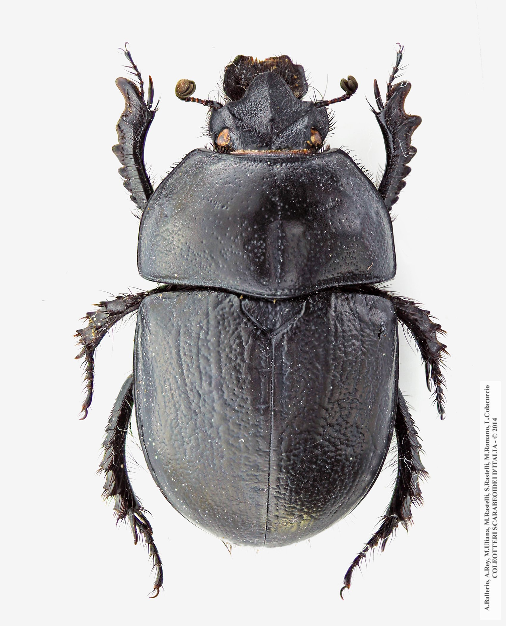 Geotrupes  douei, femmina